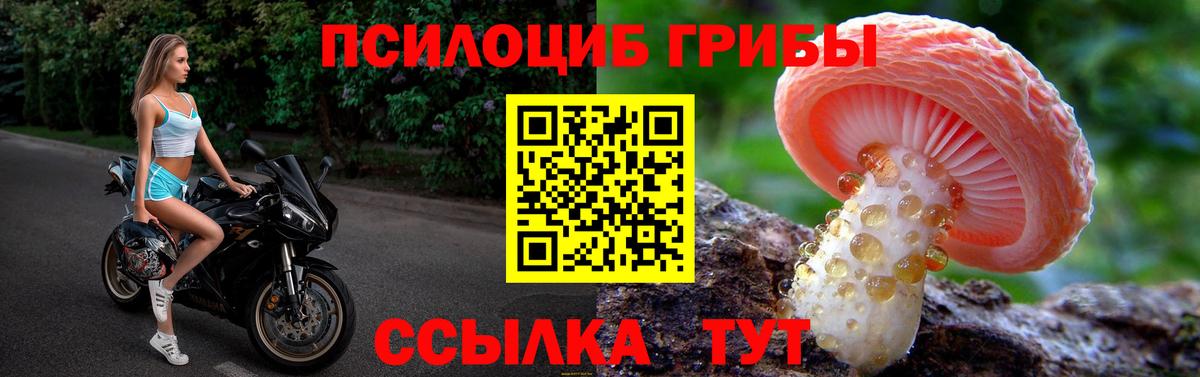 Галлюциногенные грибы Psilocybine cubensis Бузулук